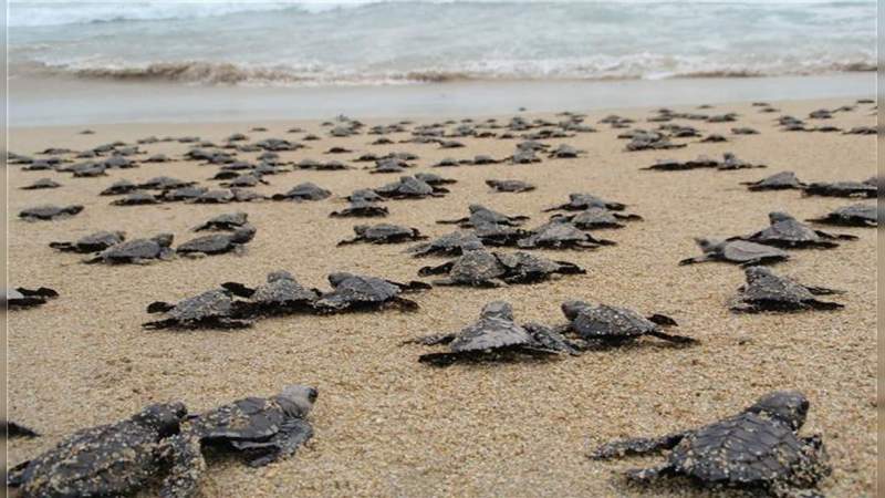 Todo listo para la Expo Tortuga Marina 2018 - Foto 1 