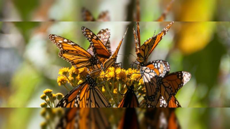 Arriba Mariposa Monarca a santuarios de Michoacán 