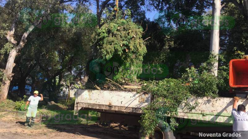 Vecinos de Morelia agradecen derribo de dos árboles que estaban por caer - Foto 0 