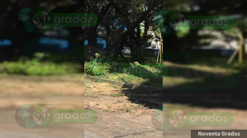Vecinos de Morelia agradecen derribo de dos árboles que estaban por caer - Foto 1 