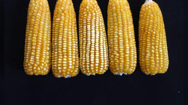 Desarrollan semilla de maíz amarillo, mejorada para la zona Centro de México 
