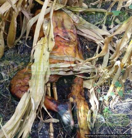 Localizan cadáver de mujer entre milpa en Zamora, Michoacán - Foto 1 