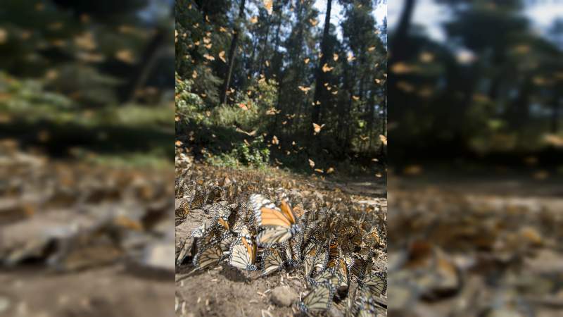 Sectur Michoacán te invita a conocer a la mariposa Monarca - Foto 0 