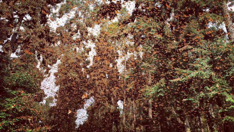 Sectur Michoacán te invita a conocer a la mariposa Monarca - Foto 1 