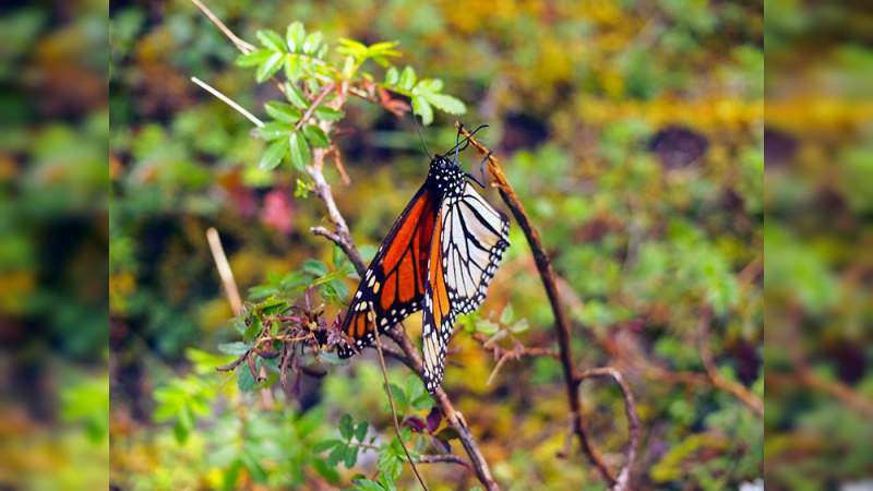 Este sábado 16 de noviembre abren los santuarios de la mariposa monarca en Ocampo 