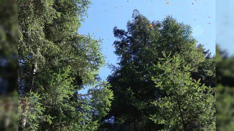 Santuarios de la Monarca abren sus puertas a turistas y paseantes - Foto 2 