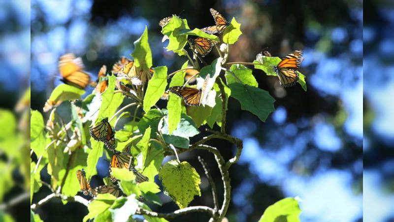 Santuarios de la Monarca abren sus puertas a turistas y paseantes - Foto 5 