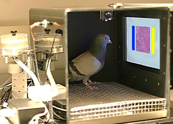 Las palomas podrían ayudar a detectar el cáncer de mama 