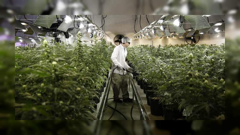 Industria de la marihuana creará 250 mil empleos en 2020 en Estados Unidos 