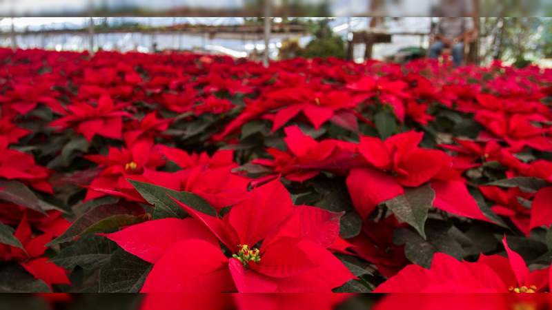 México espera concluir el año con producción de 19 millones de flores de nochebuena 