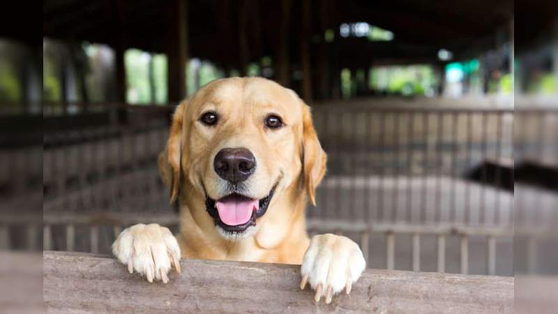En Morelia Cabildo aprueba calendarización de Módulos de Adopción Animal - Foto 0 