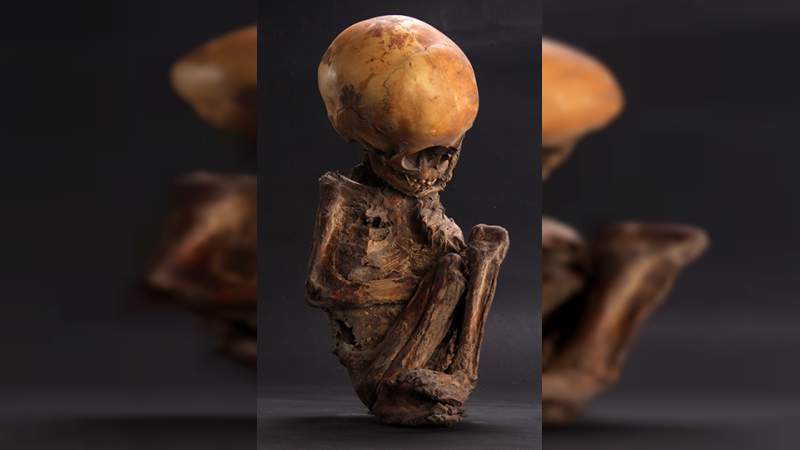 Inauguran exposición de momias en el Museo de El Carmen, en la Ciudad de México - Foto 0 