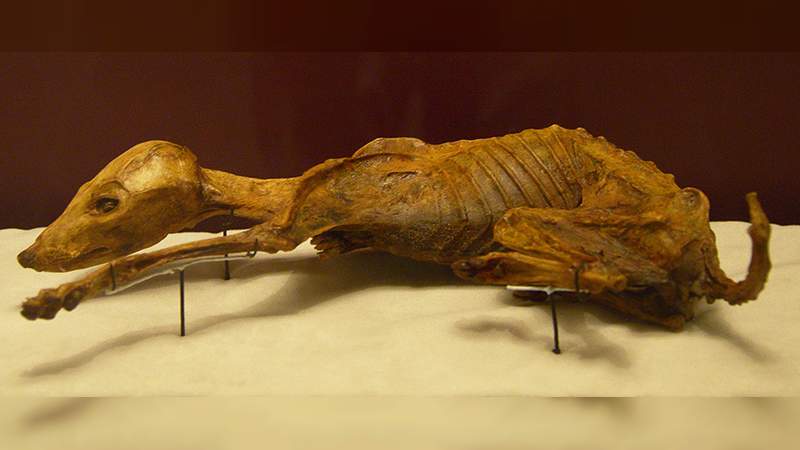 Inauguran exposición de momias en el Museo de El Carmen, en la Ciudad de México - Foto 2 