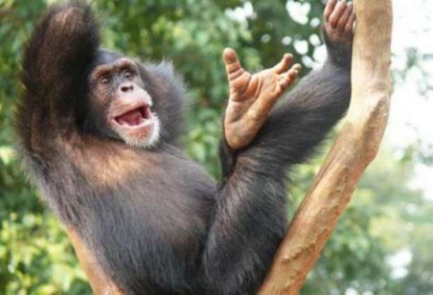 Los simios también interpretan la realidad en positivo 