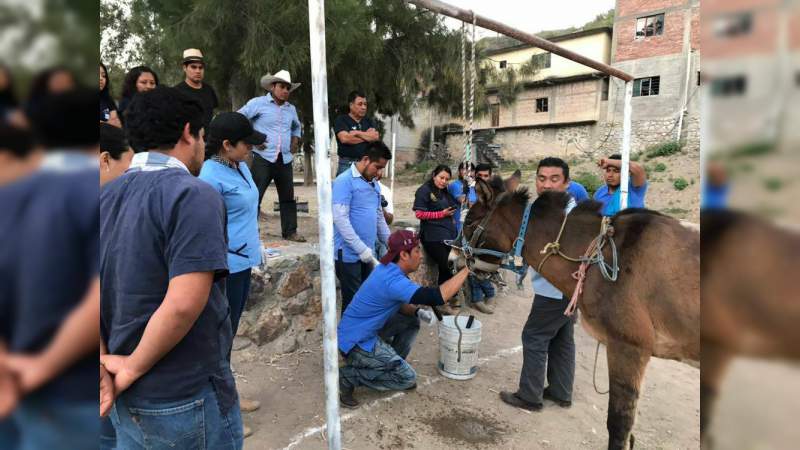 Prácticas con animales vivos disminuyó en facultad de veterinaria de la UMSNH  