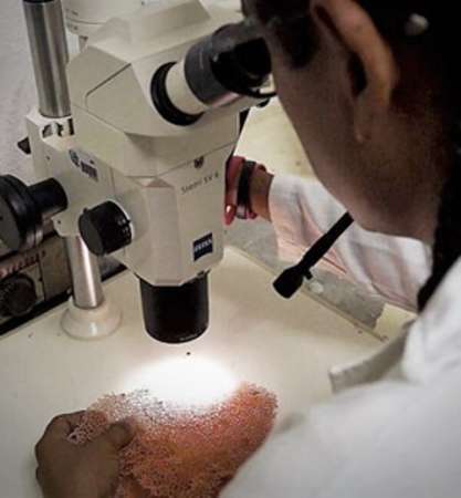 Descubren nueva especie de coral marino en Baja California Sur - Foto 1 