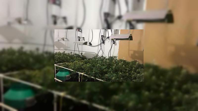 Aseguran dos invernaderos de marihuana dentro de domicilios en Monterrey - Foto 1 