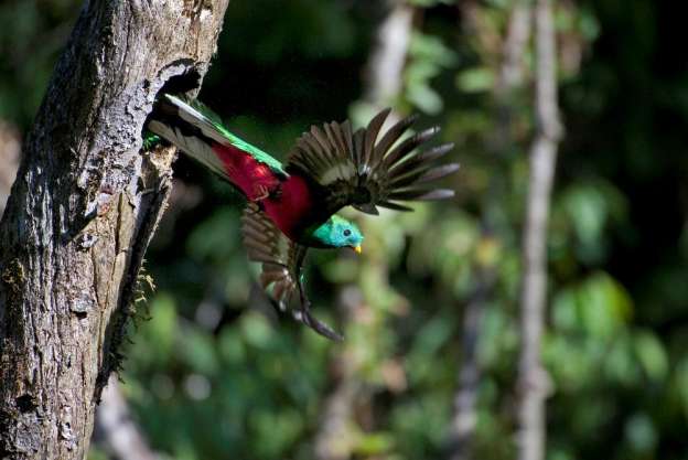 El quetzal, ave emblemática de Mesoamérica, al borde de la extinción - Foto 0 
