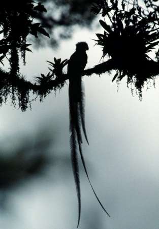 El quetzal, ave emblemática de Mesoamérica, al borde de la extinción - Foto 2 