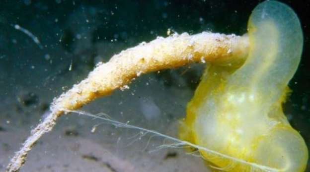 El calentamiento global también afecta a los organismos en el fondo del mar - Foto 0 