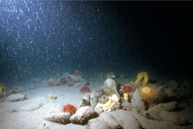 El calentamiento global también afecta a los organismos en el fondo del mar - Foto 1 
