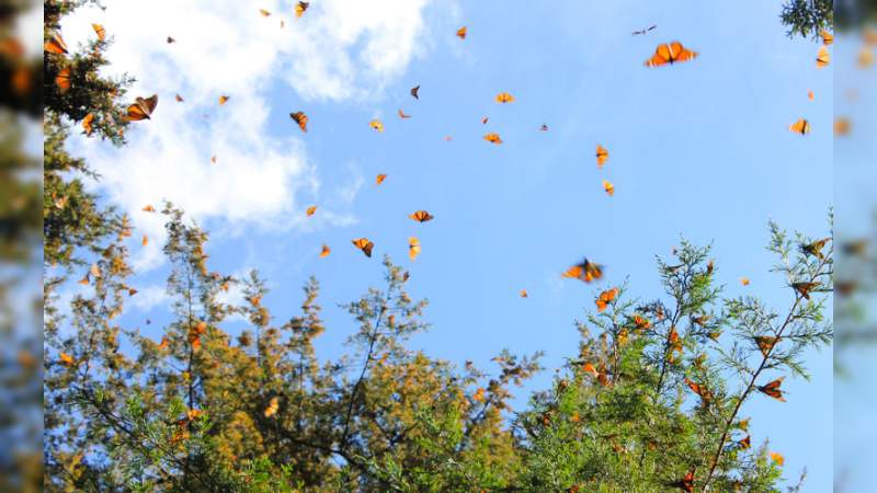 Científicos al rescate de la Reserva de la Biósfera Mariposa Monarca 