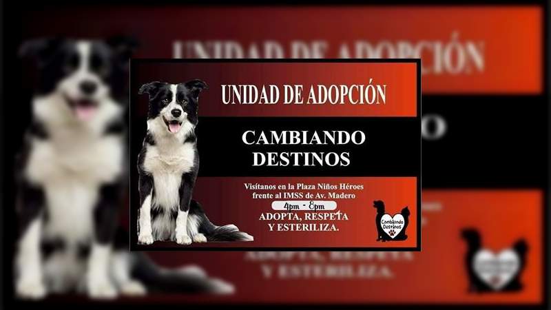 En la plaza Niños Héroes, primera feria de adopción canina del 2019 organizada por Cambiando Destinos 