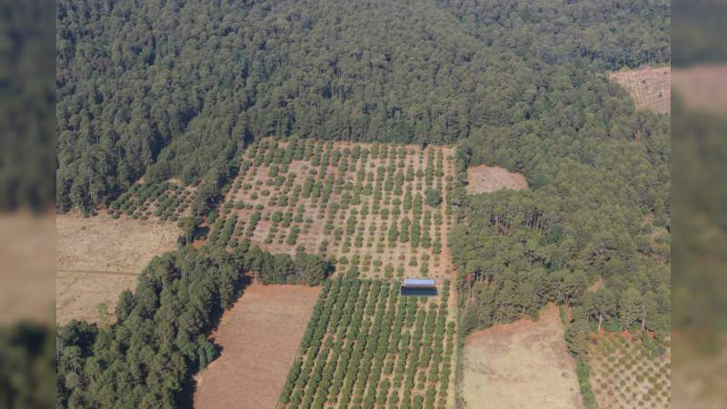 Derriban más de mil 400 árboles en Zacapu y Panindícuaro - Foto 1 