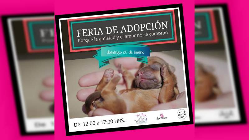 El próximo domingo, Feria de Adopción Canina y Felina en el Restaurante Pet Friendley Río Capital 