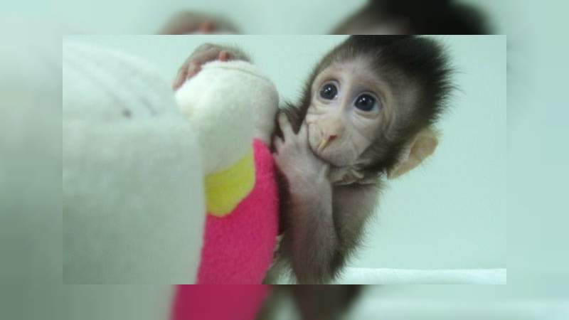 China logra clonar a 5 macacos 