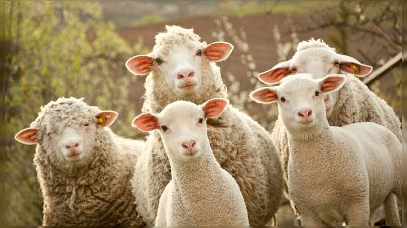 Científicos en Puebla trabajan en la creación de una raza de ovinos libres de parásitos 