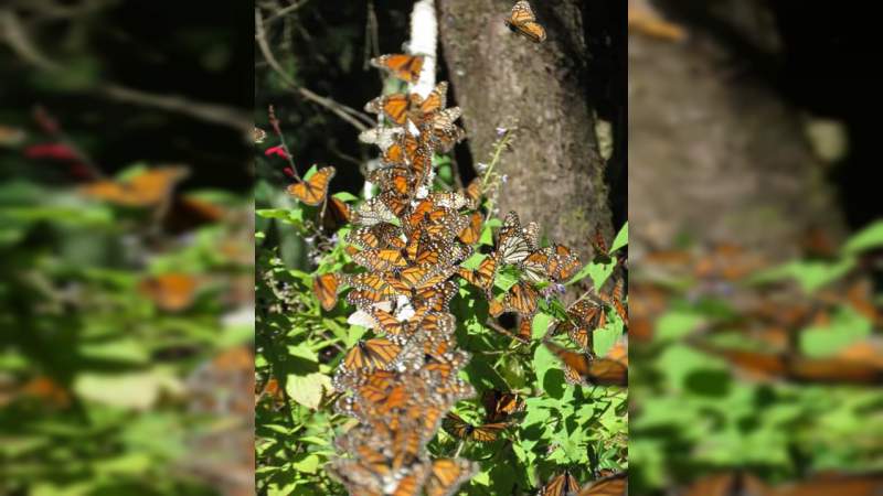 Sectur invita a los santuarios de la mariposa Monarca - Foto 0 