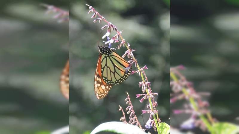 Sectur invita a los santuarios de la mariposa Monarca - Foto 1 
