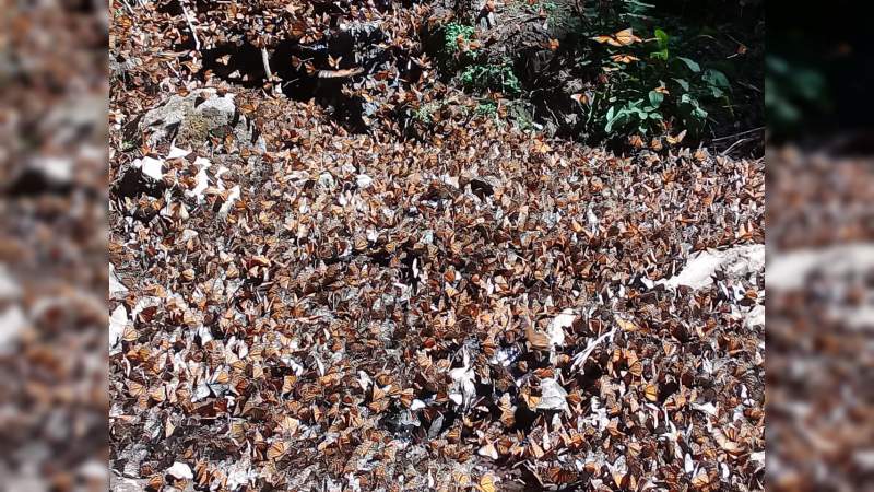Sectur invita a los santuarios de la mariposa Monarca - Foto 2 