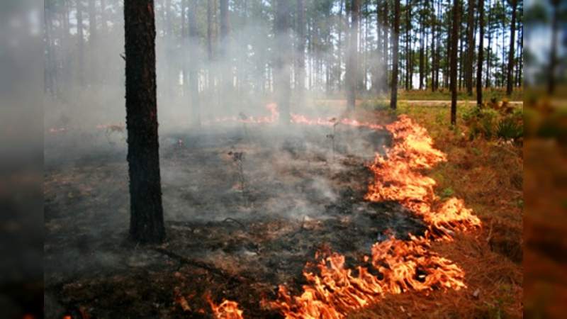 Científicos mexicanos aplican sus conocimientos contra los incendios forestales 