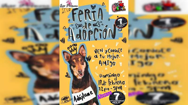 Este domingo, Feria de Adopción Canina y Felina en Morelia 