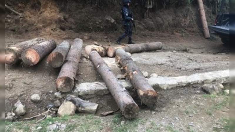 Aseguran madera talada ilegalmente en la zona de amortiguamiento de la reserva de la Monarca en Michoacán 