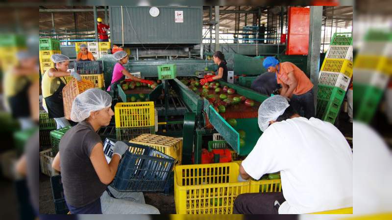 Arranca la temporada de exportación de mango 2019 en Apatzingán : Chávez Contreras 