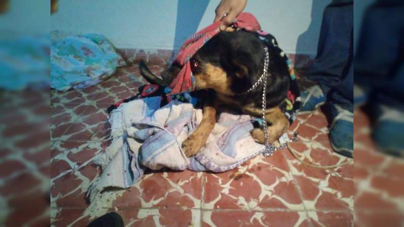Joven tortura a perro y este pierde la vida, en Ciudad Hidalgo, Michoacán  - Foto 1 
