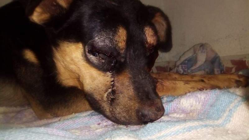 Joven tortura a perro y este pierde la vida, en Ciudad Hidalgo, Michoacán  - Foto 2 