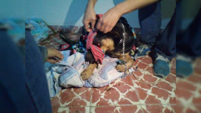 Joven tortura a perro y este pierde la vida, en Ciudad Hidalgo, Michoacán  - Foto 4 