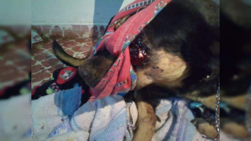 Joven tortura a perro y este pierde la vida, en Ciudad Hidalgo, Michoacán  - Foto 5 