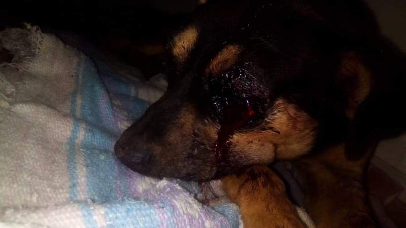 Joven tortura a perro y este pierde la vida, en Ciudad Hidalgo, Michoacán  - Foto 6 
