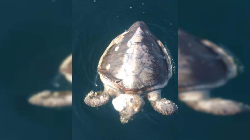 Localizan más de 100 tortugas marinas muertas en playas de Guerrero - Foto 0 