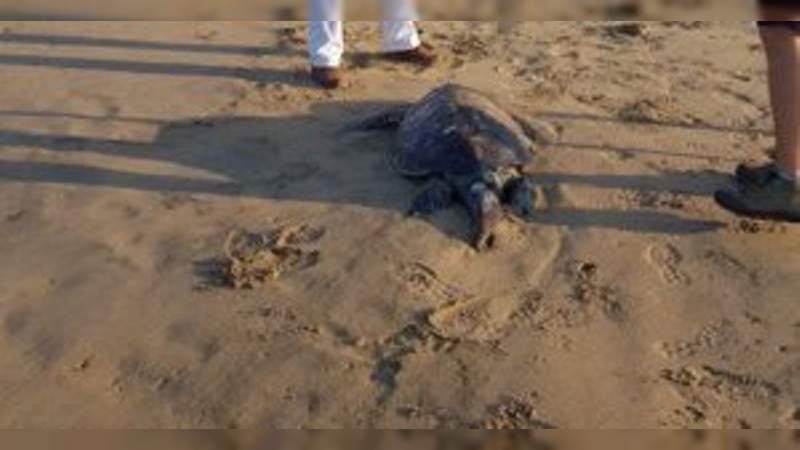 Localizan más de 100 tortugas marinas muertas en playas de Guerrero - Foto 2 