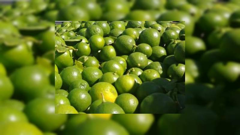 Por encima de los 10 pesos, el precio del kilogramo de Limón mexicano 