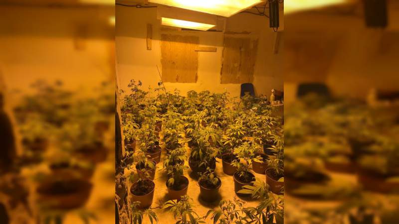 Aseguran plantío de marihuana dentro de una vivienda en Tamaulipas - Foto 0 
