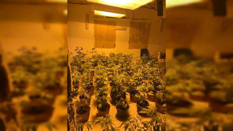 Aseguran plantío de marihuana dentro de una vivienda en Tamaulipas - Foto 0 