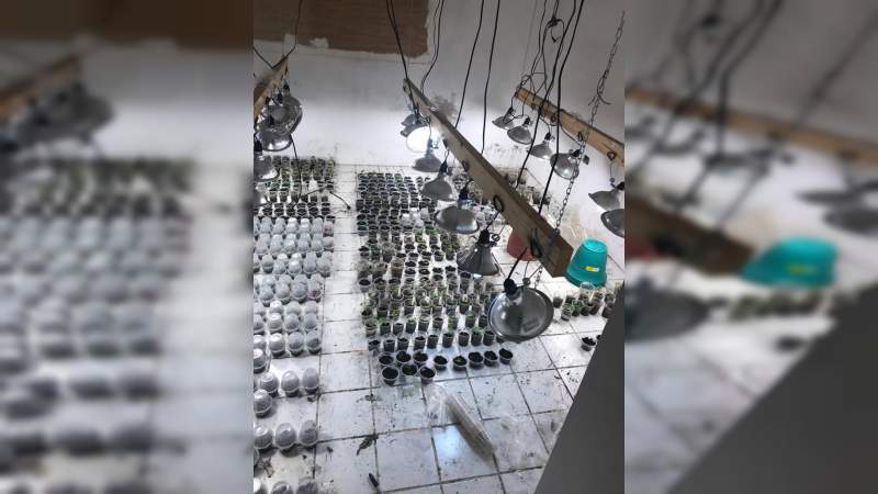 Aseguran plantío de marihuana dentro de una vivienda en Tamaulipas - Foto 1 