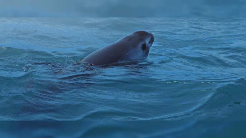 National Geographic lanza documental para salvar a la vaquita marina 